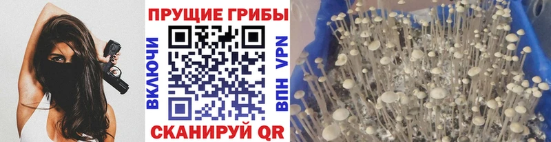 Галлюциногенные грибы GOLDEN TEACHER где можно купить наркотик Ливны